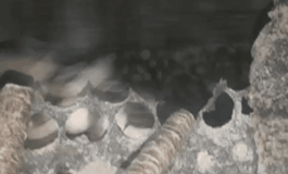 顆粒機(jī)環(huán)模